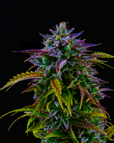 Terps Cannabis Flower Purple with black background